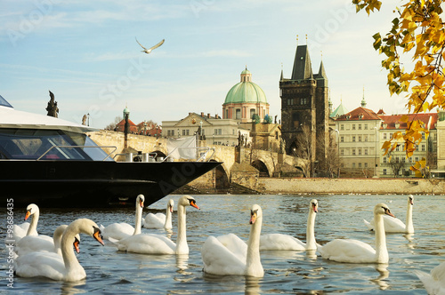 Foto Cruise on Vltava River in Prague / A Cruise Boat Between a Herd of Swans and Cha