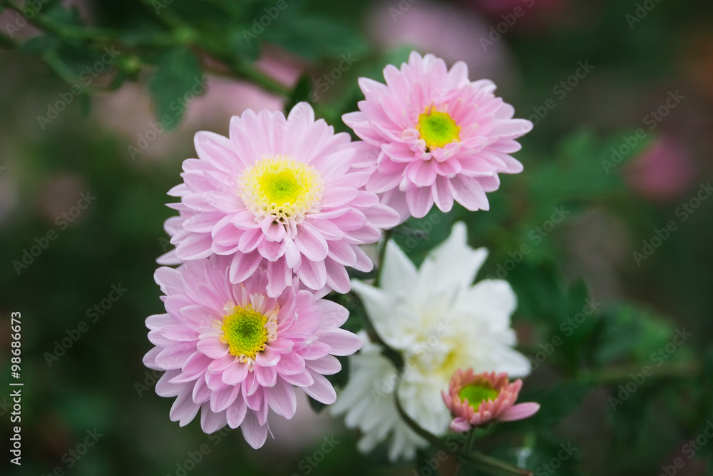 Beauty Daisies flower in garden Beauty Daisies flower in garden