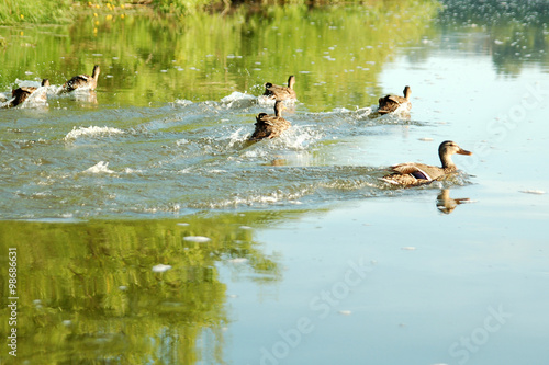Duck float on an ezer © Green_beat