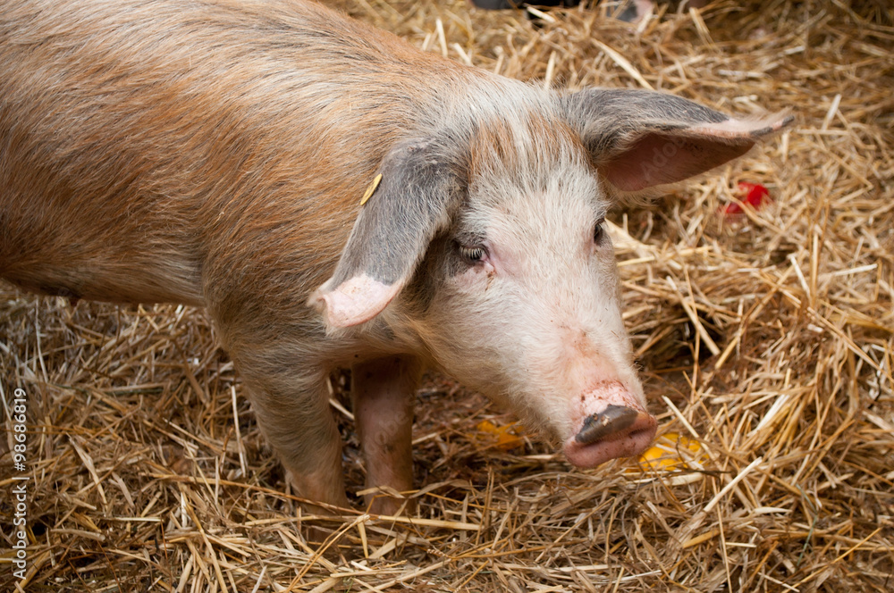 cochon cochon