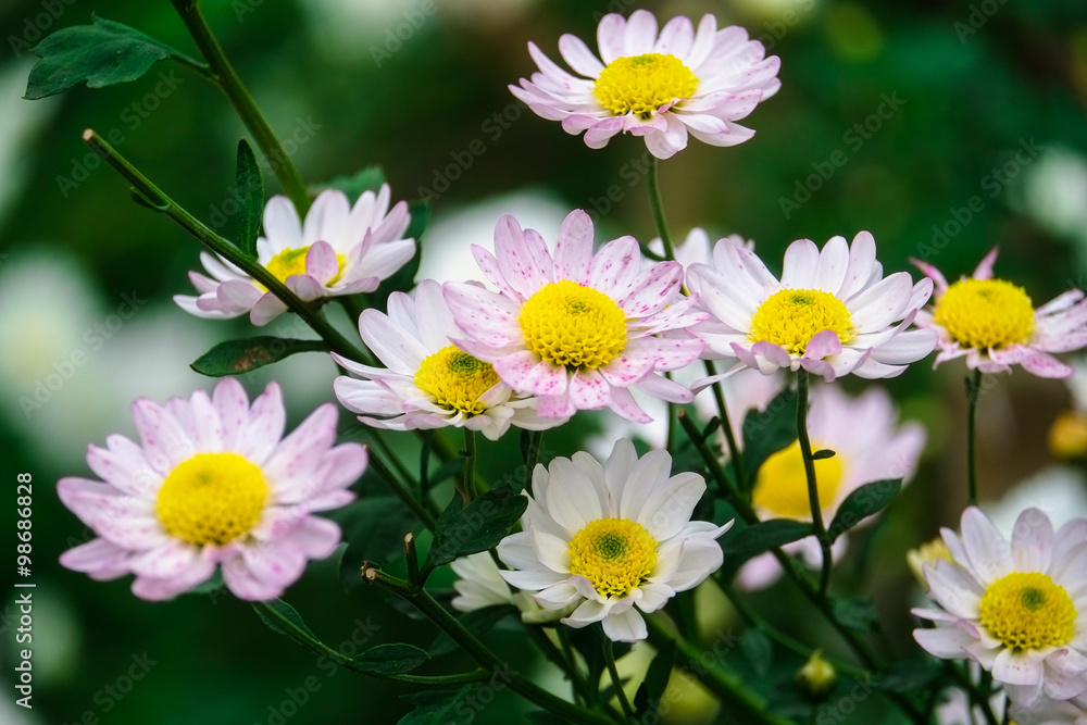 Beauty Daisies flower in garden Beauty Daisies flower in garden