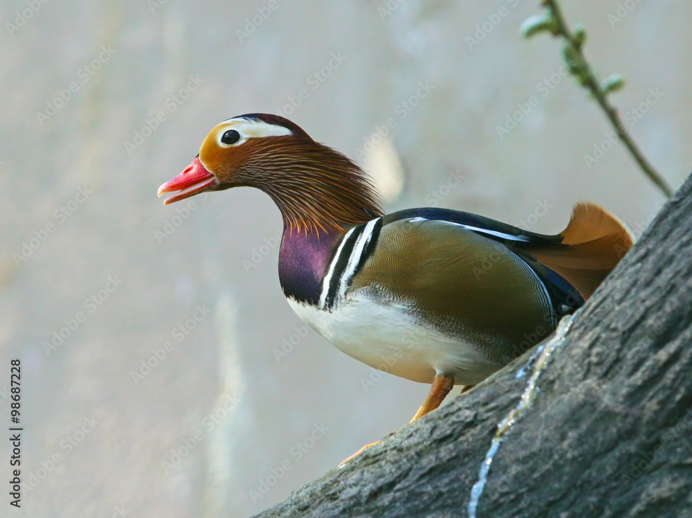 Mandarin Duck ( Aix galericulata ) Mandarin Duck ( Aix galericulata )