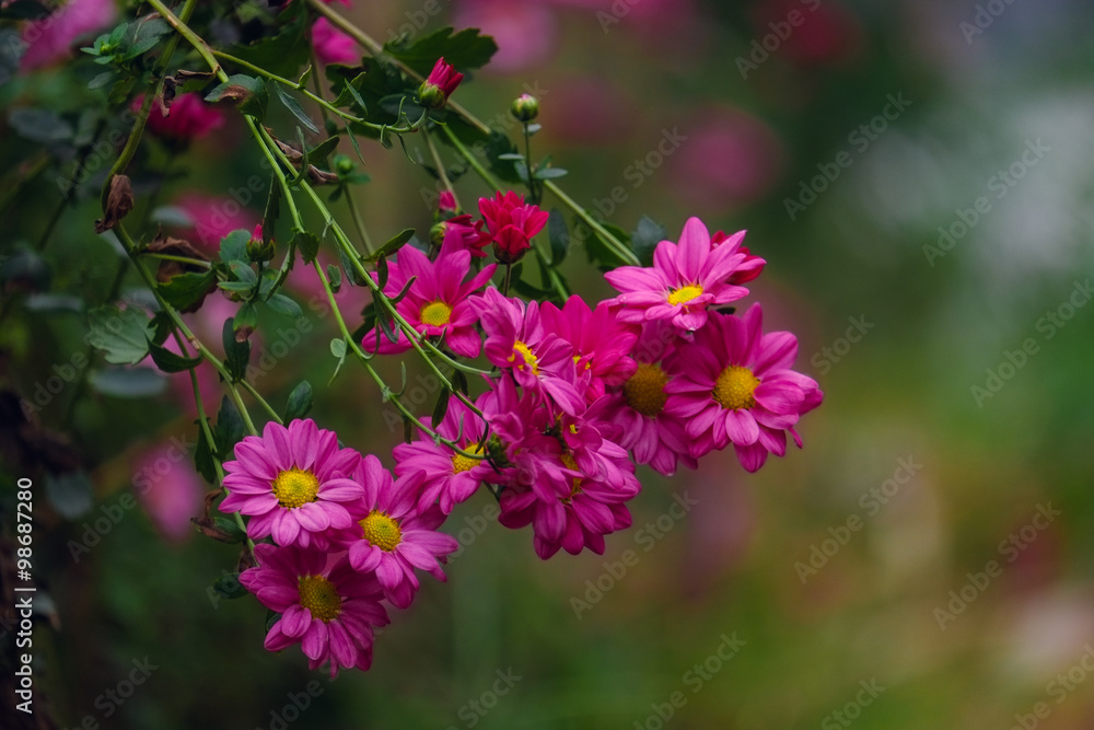 Beauty Daisies flower in garden Beauty Daisies flower in garden