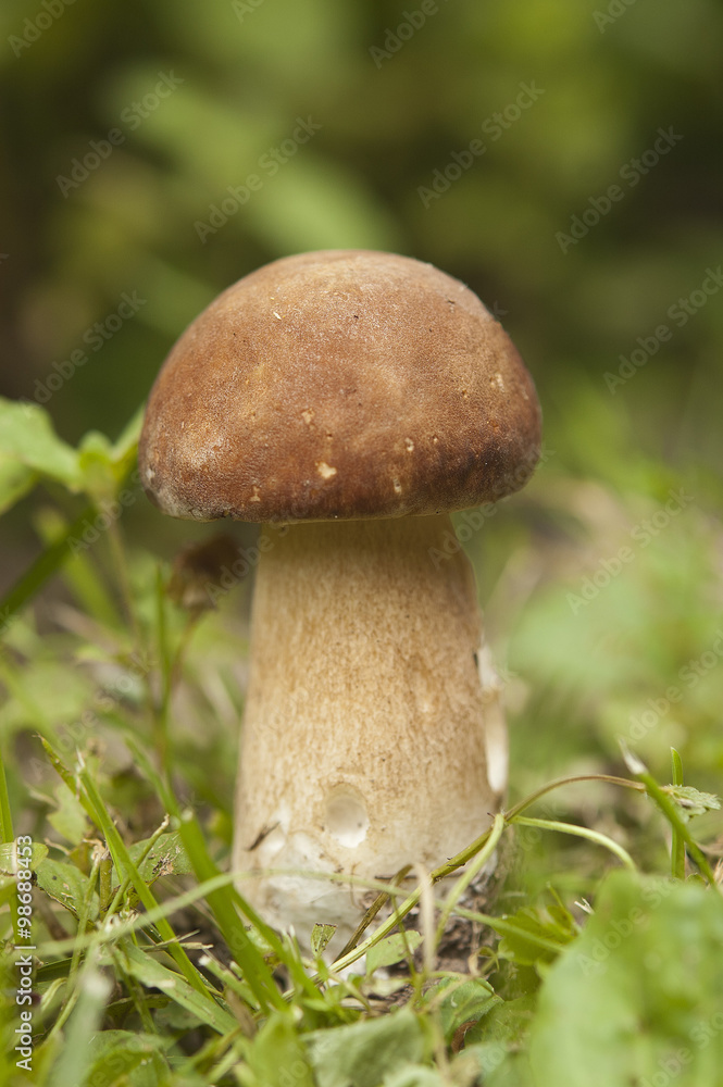 Mushroom in the forest Mushroom in the forest