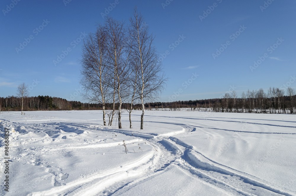 Bare birch trees in snow field on the forest edge
