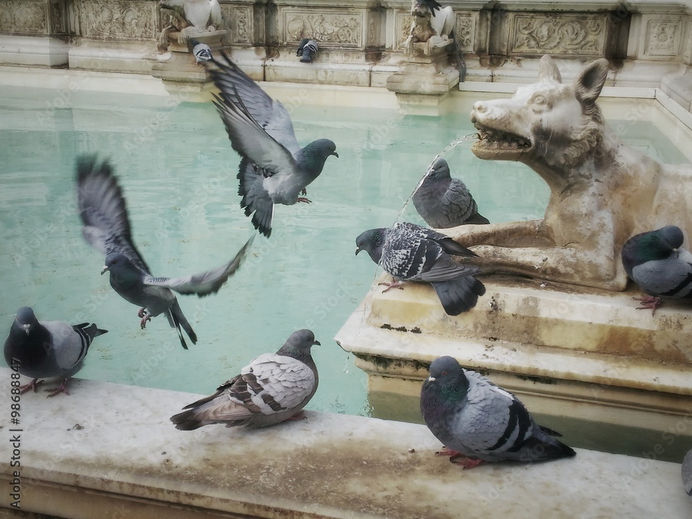 Fototapeta premium Siena, piccioni su Fonte Gaia in Piazza del Campo