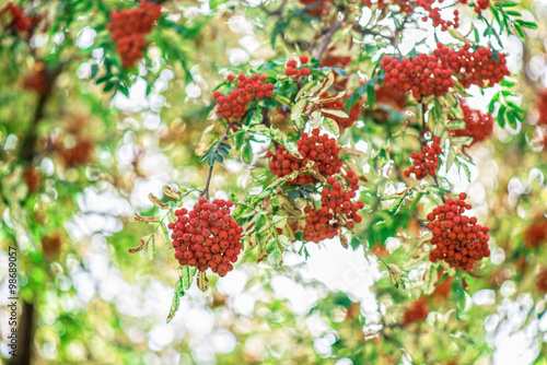 rowan-tree with rowanberry