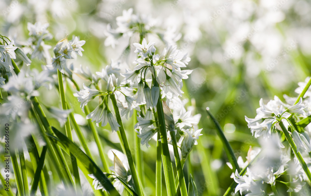 Masses of wild garlic flowers: urban wildflowers, Masses of wild garlic flowers: urban wildflowers,