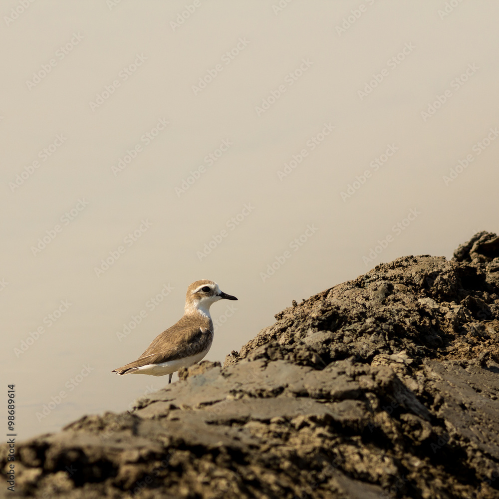 Fototapeta premium The Lesser Sand Plover