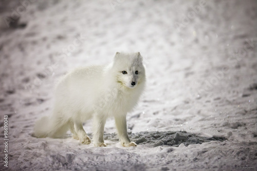 песец или полярная лиса © Silverstony
