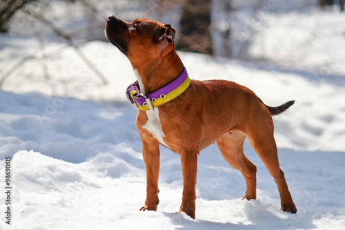 Fototapeta Naklejka Na Ścianę i Meble -  Staffordshire bull terrier in the snow