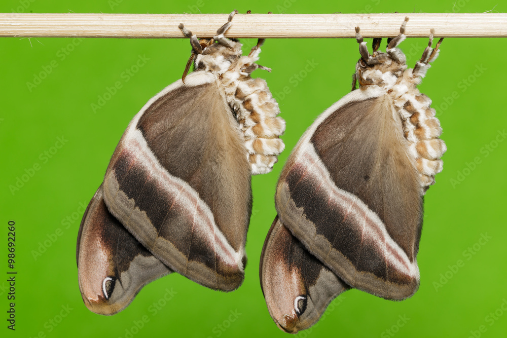 Fototapeta premium Eri silk moth ( samia cynthia ) after emerged from cocoon