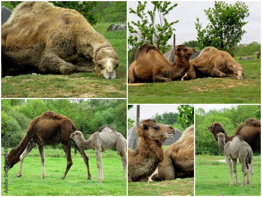 Obraz premium dromadaires