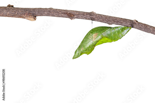 Photos Isolated chrysalis of great mormon
