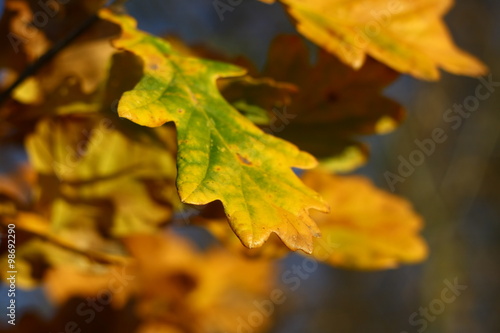 Leaf from oak tree