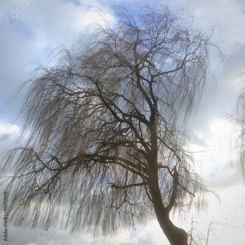 Trauerweide im Winter