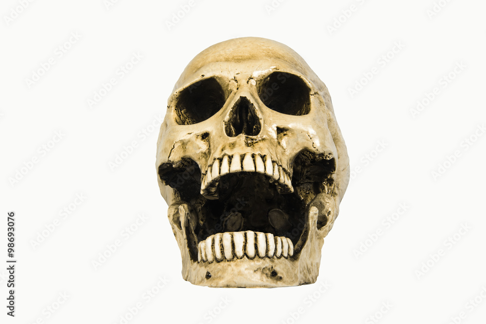 skulls on white background skulls on white background