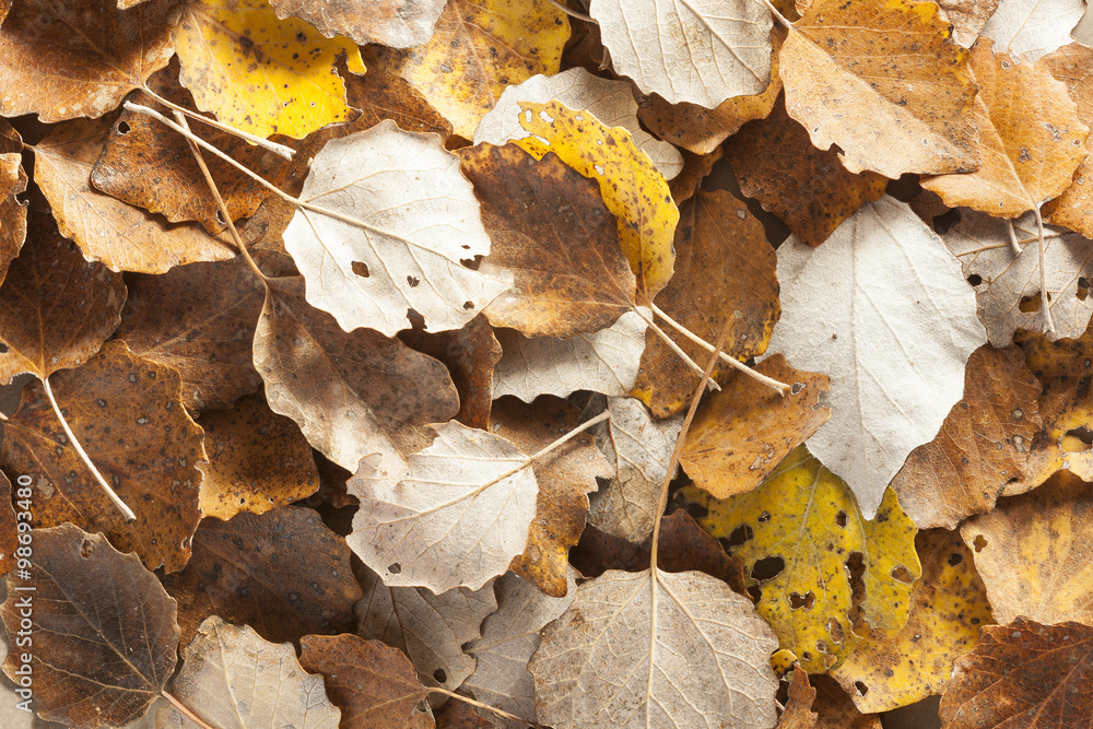 autumn leaves autumn leaves