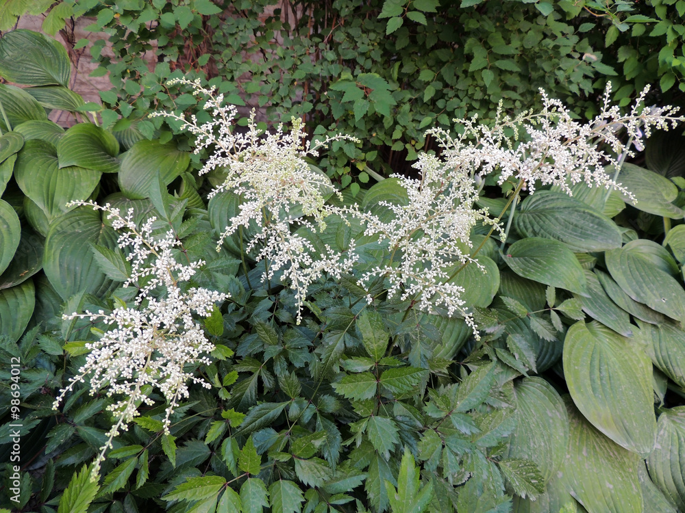 White apical inflorescence Astilbe, family saxifrage White apical inflorescence Astilbe, family saxifrage
