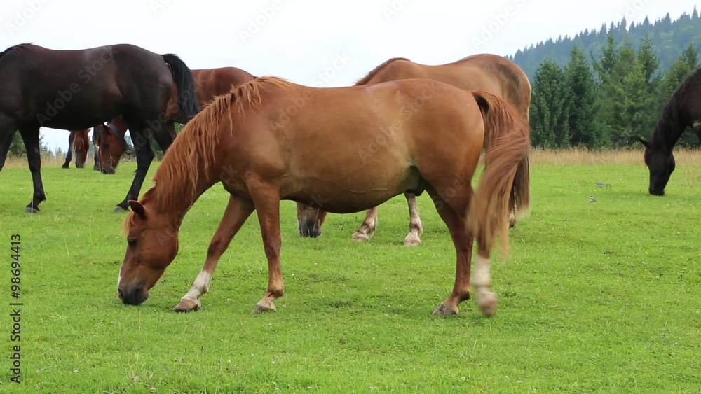 Beautiful horses on the green pasture Beautiful horses on the green pasture