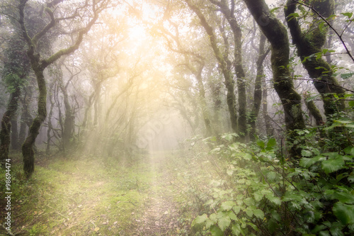 Foggy forest with sun rays in Tarifa, Cadiz, Spain. Morning Sun
