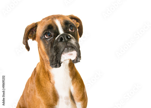Boxer on a white background © nathan_0834
