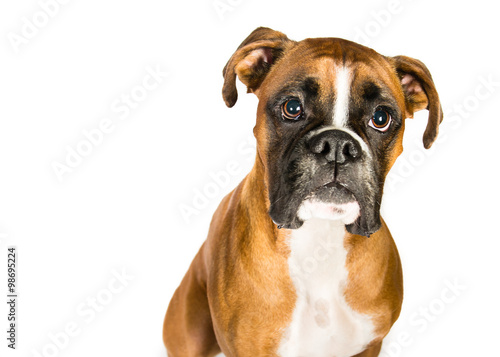 Boxer on a white background © nathan_0834