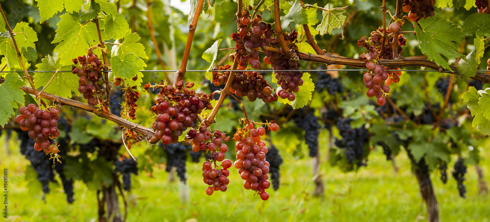 Fresh Grapes on the Vine