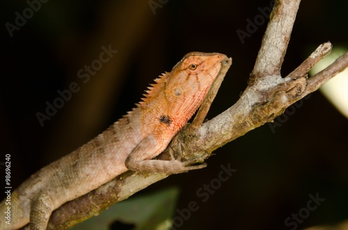 Oriental garden lizard