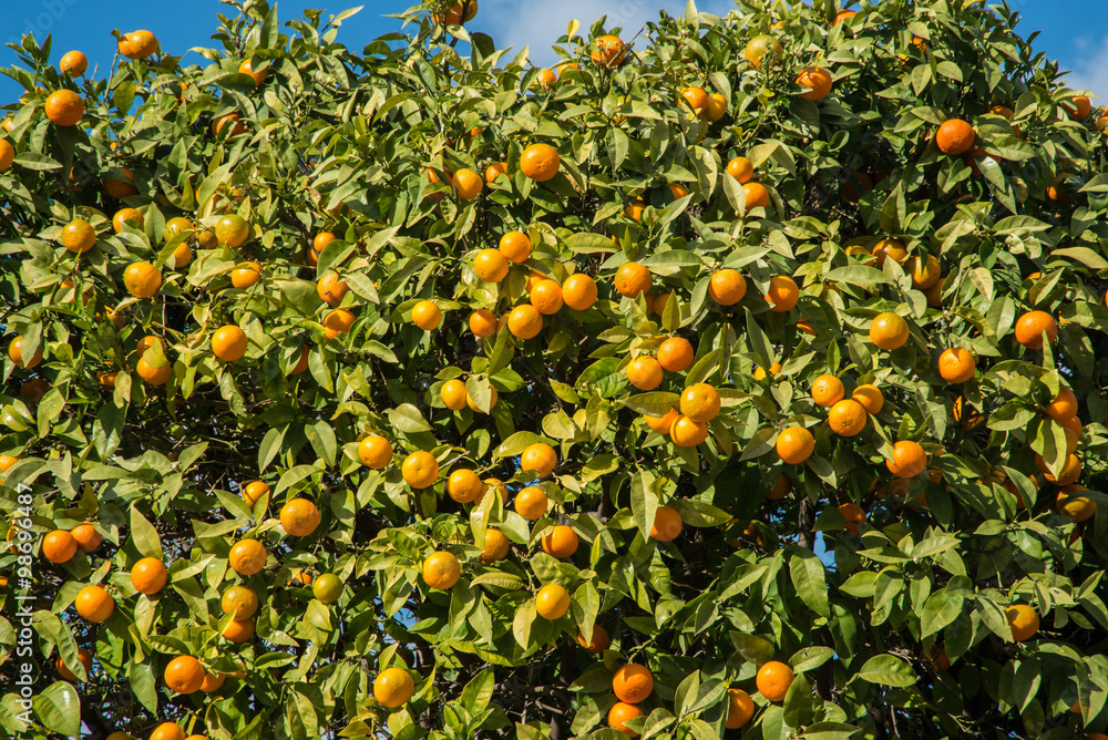 An orange tree with mature fruit in Greece An orange tree with mature fruit in Greece