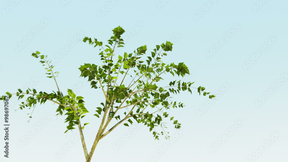 A time-lapse animation of growth of a lonely tree in windy environment. HD A time-lapse animation of growth of a lonely tree in windy environment. HD