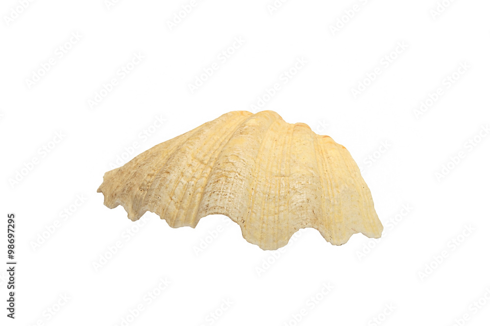 Sea Shell isolated on white background Sea Shell isolated on white background