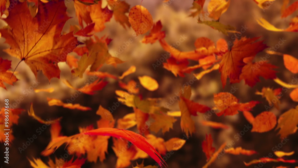 Slow motion animation of orange autumn leaves falling down. Closeup view. HD