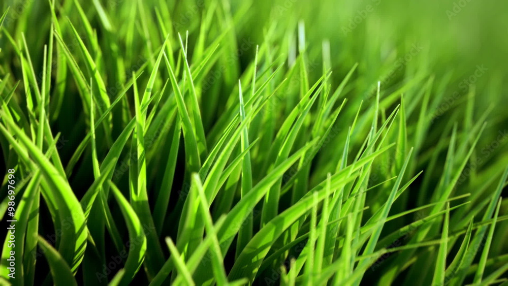 Endless closeup animation showing the high-detailed green grass. Loopable. HD Endless closeup animation showing the high-detailed green grass. Loopable. HD