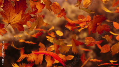 Slow motion animation of orange autumn leaves falling down. Closeup view. HD