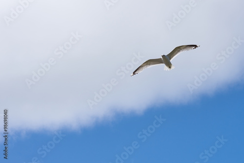 Seagull in flight