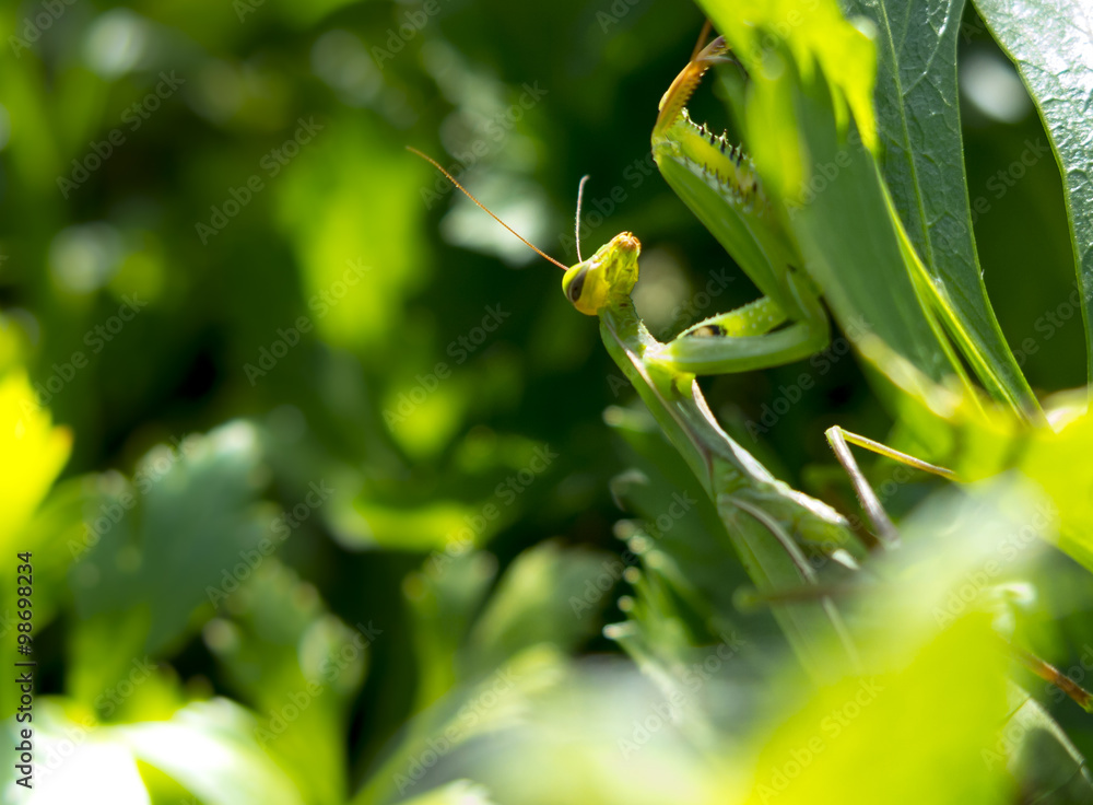 Naklejka premium Pregnant Female Praying Mantis