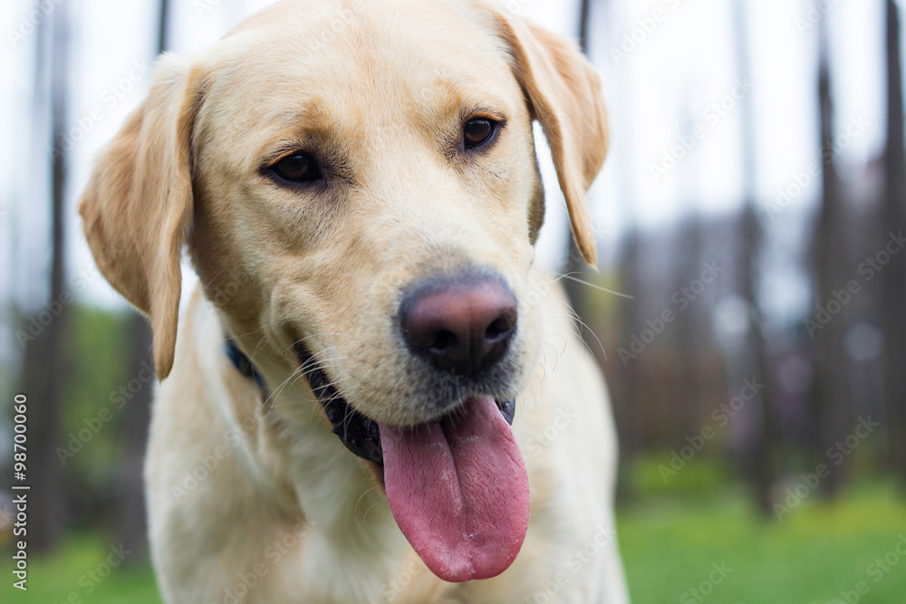 Funny Labrador dog Funny Labrador dog