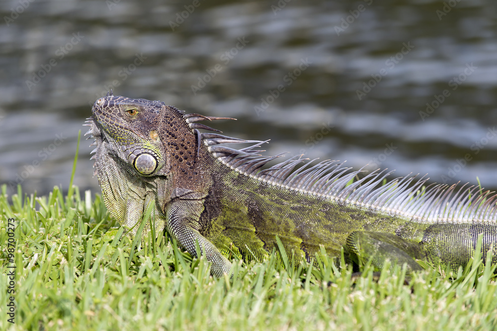 Obraz premium Wil lizard closeup