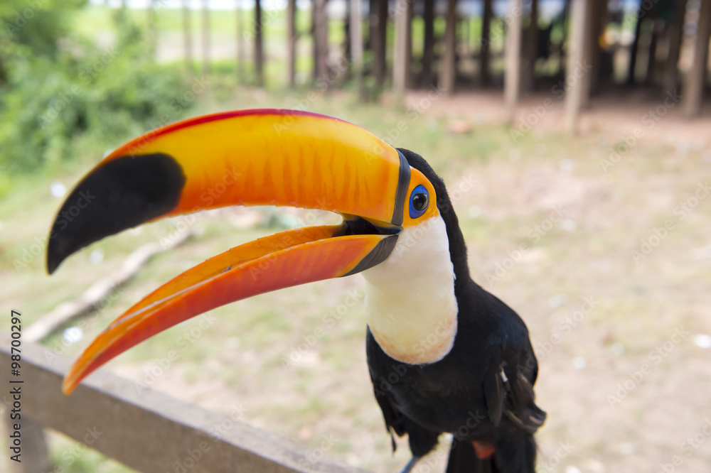 One toucan closeup