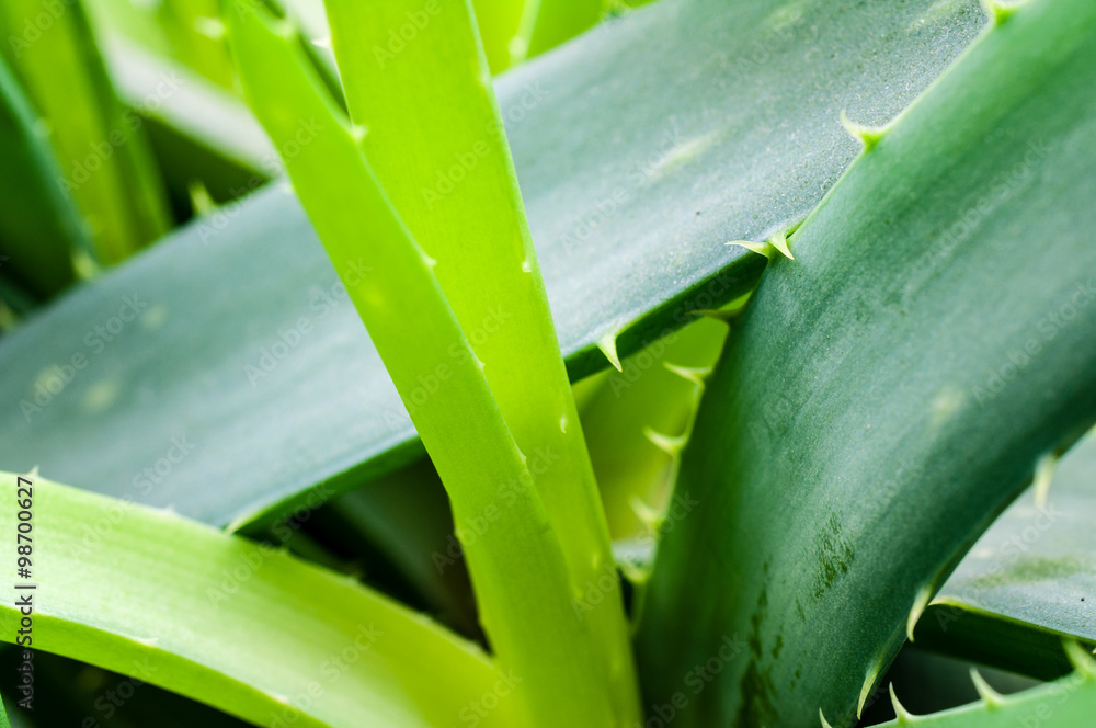Fototapeta premium Aloe Vera im Blumentopf
