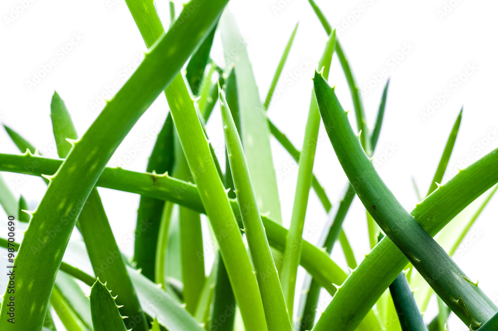 Obraz premium Aloe Vera im Blumentopf