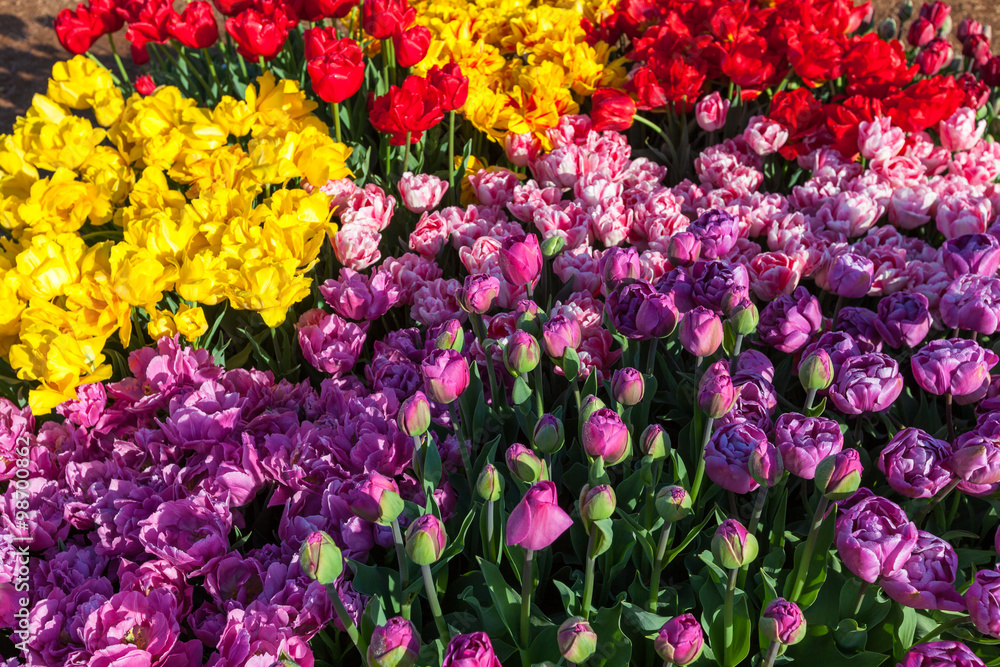 Tulip Display Tulip Display