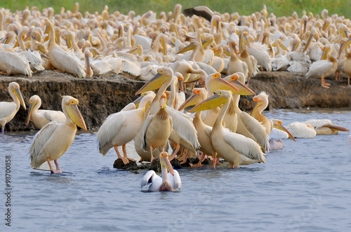 Pink Pelican in Senegal