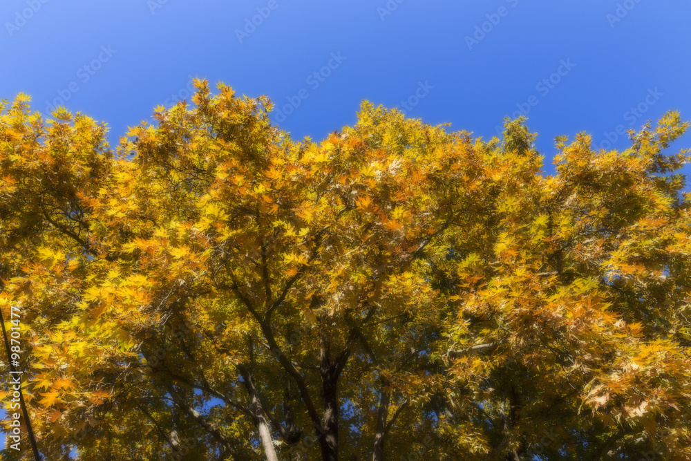 Sunlight goes through autumn orange and yellow leaves Sunlight goes through autumn orange and yellow leaves