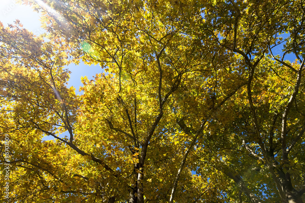 Sunlight goes through autumn orange and yellow leaves Sunlight goes through autumn orange and yellow leaves