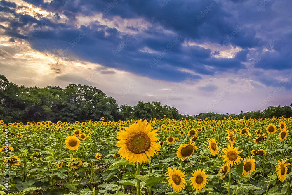 Obraz premium A field of sunflowers bloom beneath a stormy sky.