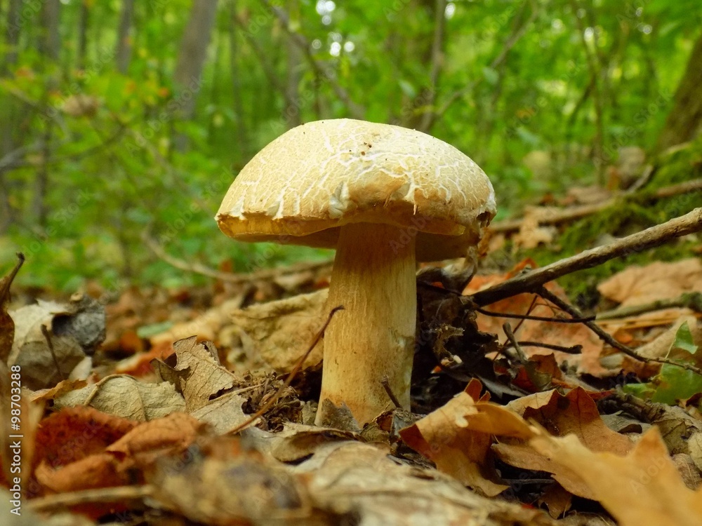Oak mushroom in deciduous forest Oak mushroom in deciduous forest