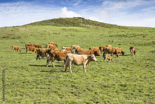 Fototapeta Naklejka Na Ścianę i Meble -  herd of brown cows grazing in the countryside 