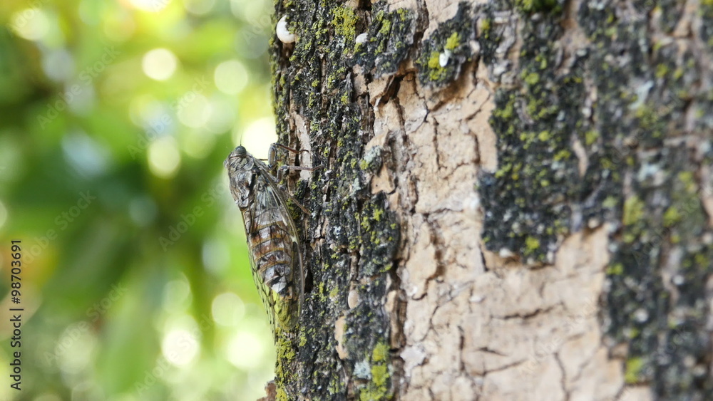 chirring cicada on tree close up chirring cicada on tree close up